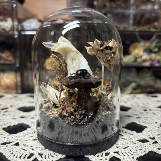 muskrat skull dome