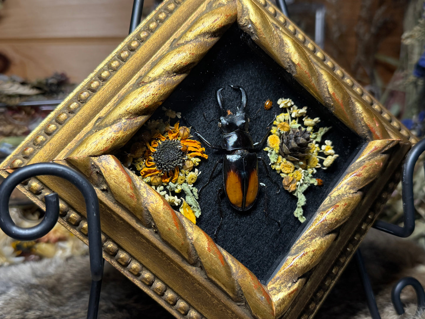stag beetle vintage frame