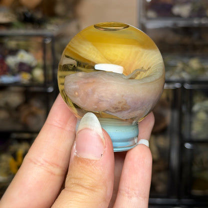 baby albino axolotl globe wet specimen