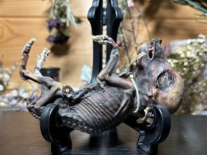 mummified fetal wild boar piglet