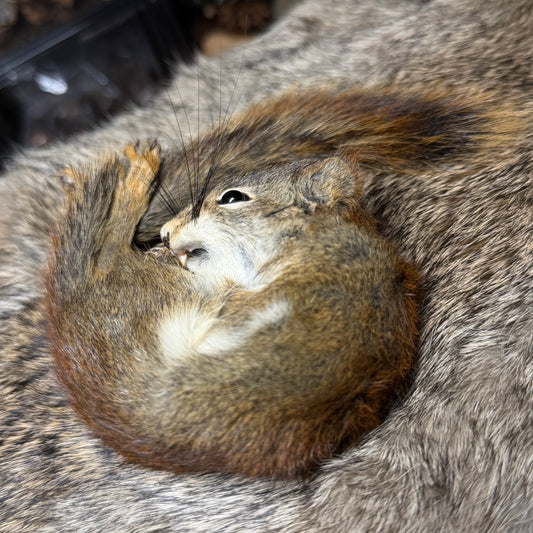 mummified pine squirrel