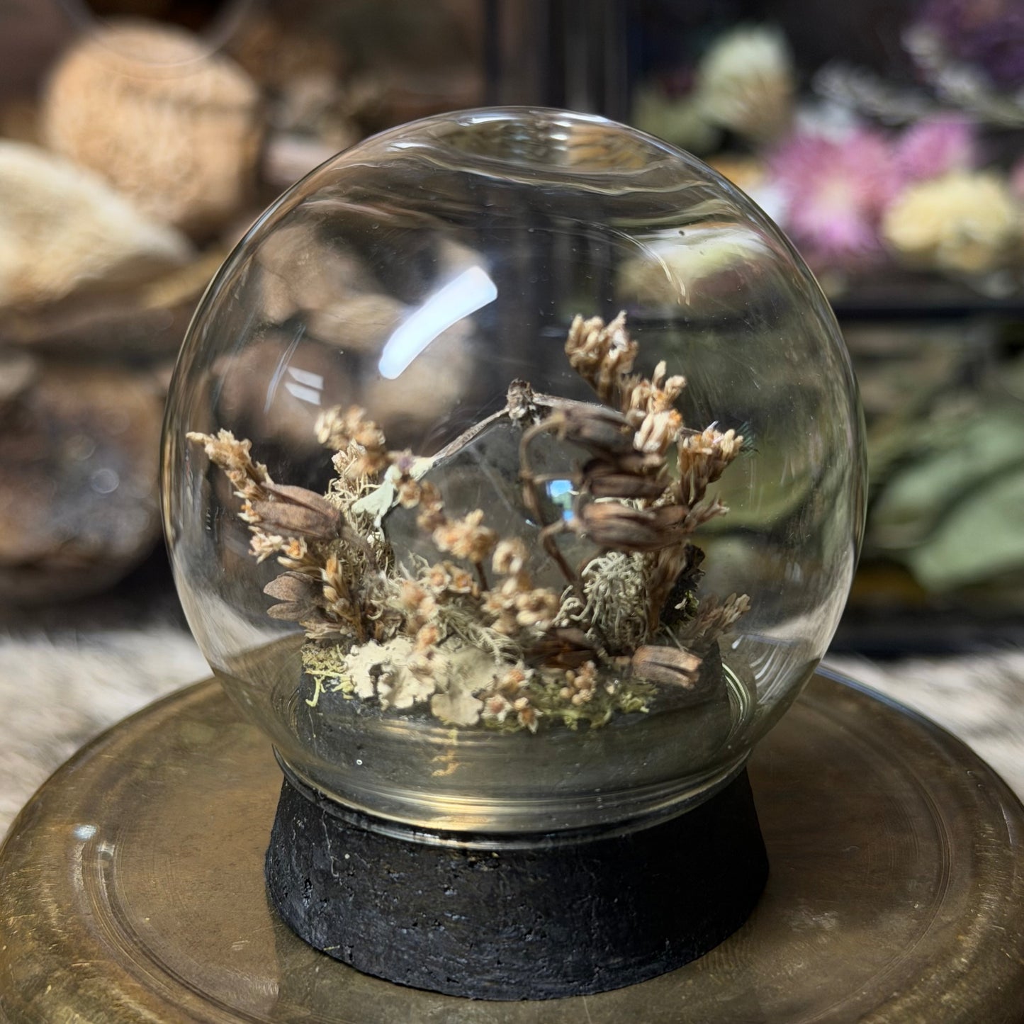 hairstreak butterfly globe cloche