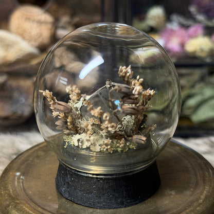 hairstreak butterfly globe cloche