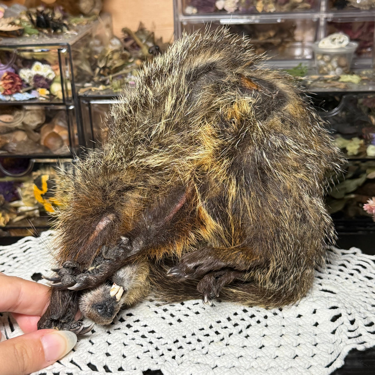 mummified baby groundhog (imperfect)