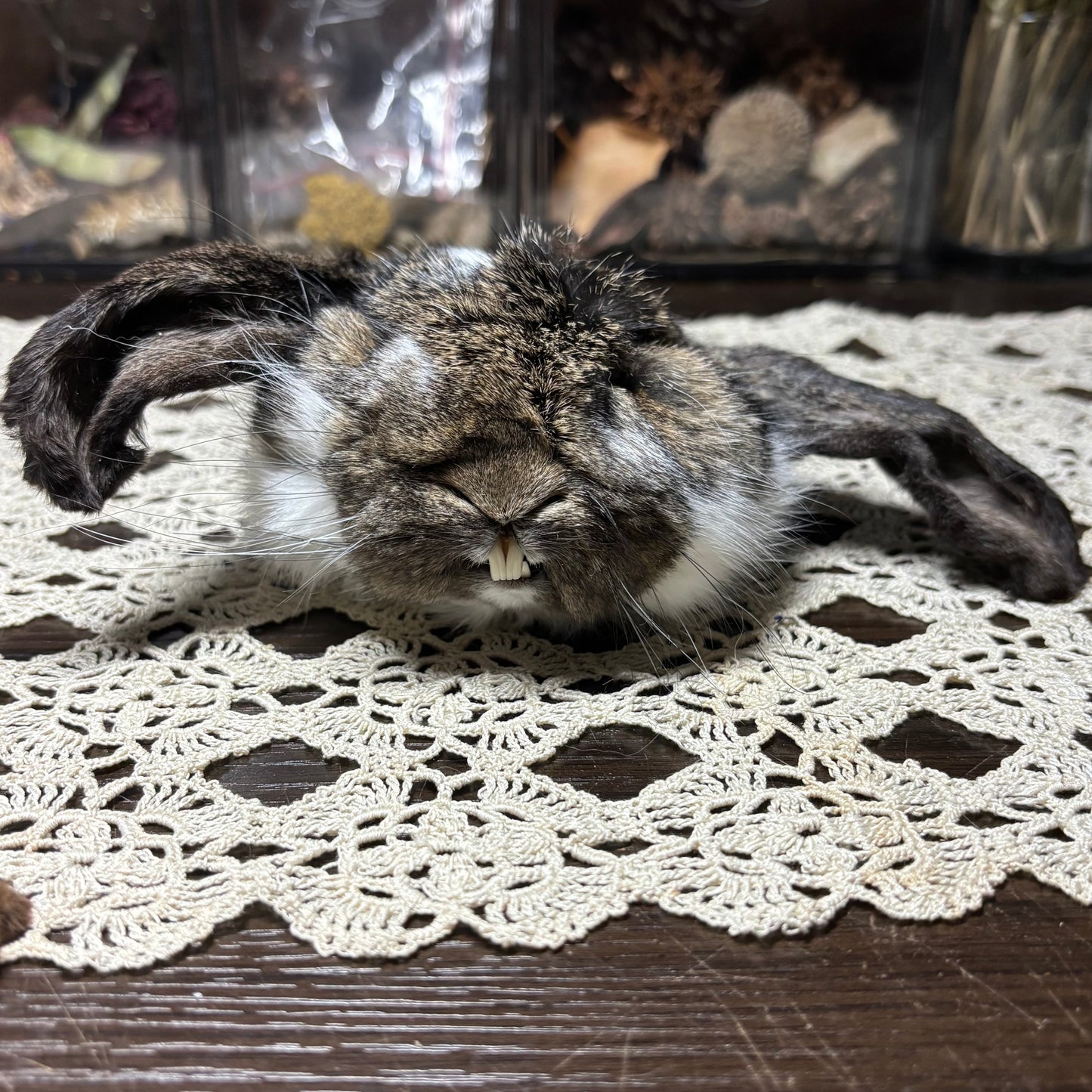 mummified domestic rabbit heads