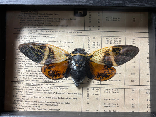 orange tropical cicada frame