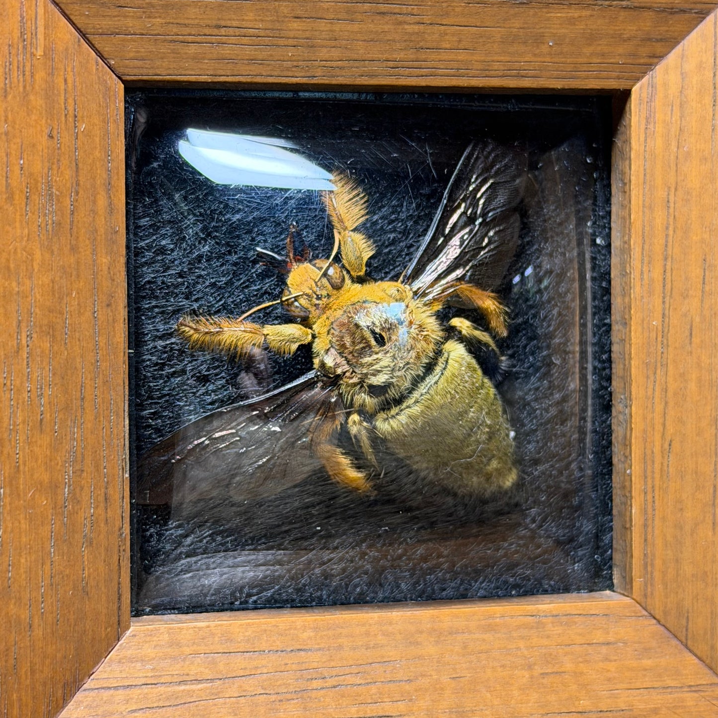 ‘yellow & gold’ carpenter bee mini vintage frame