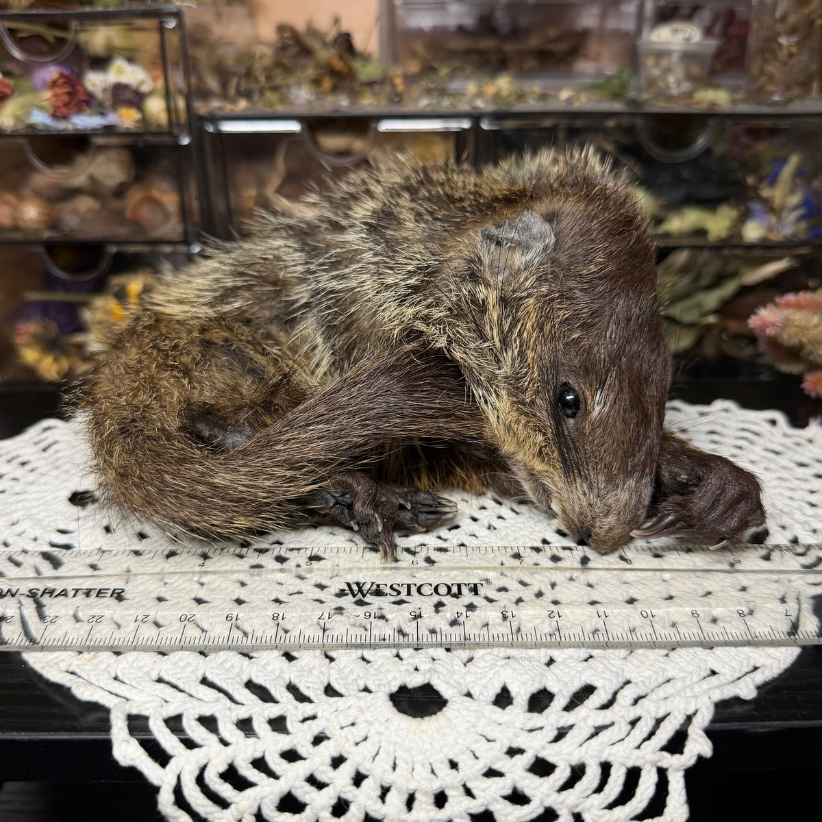 mummified baby groundhog (imperfect)