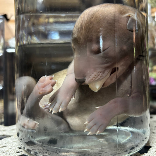full term coyote puppy wet specimen