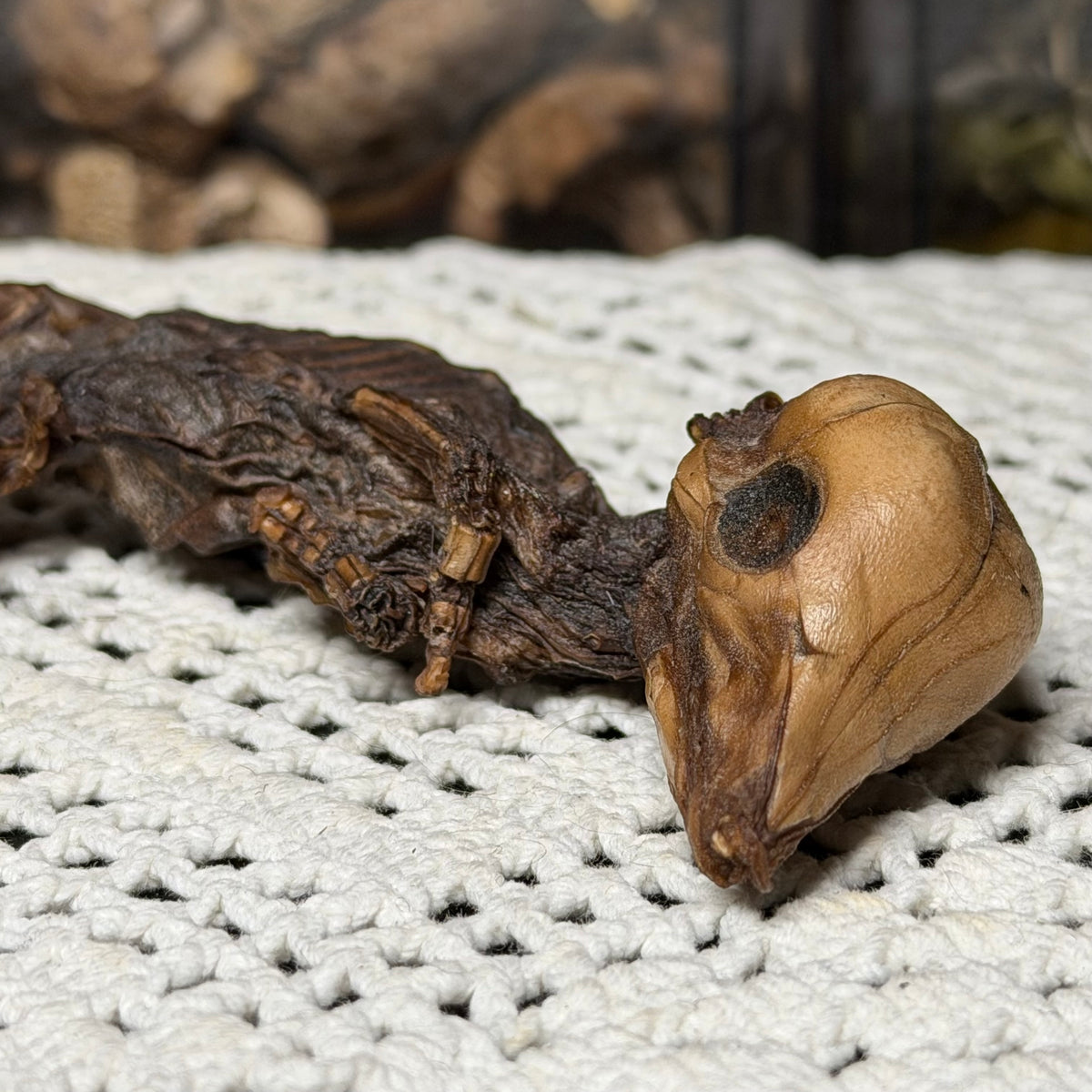 mummified fetal piglet