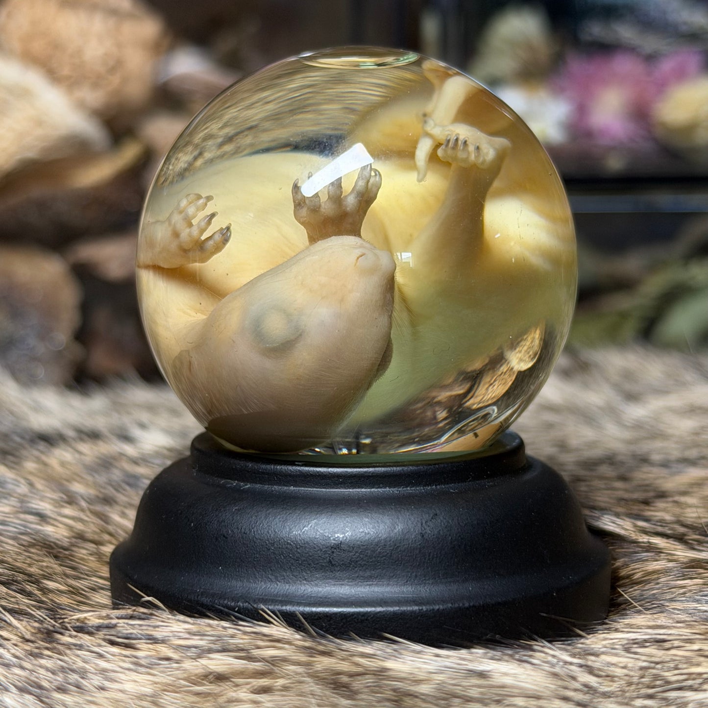 bald opossum joey mini globe wet specimen with stand