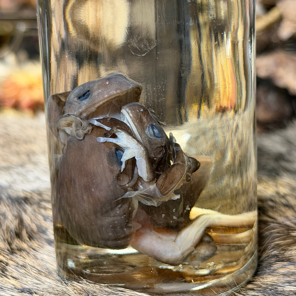 “the embrace” tree frog trio wet specimens