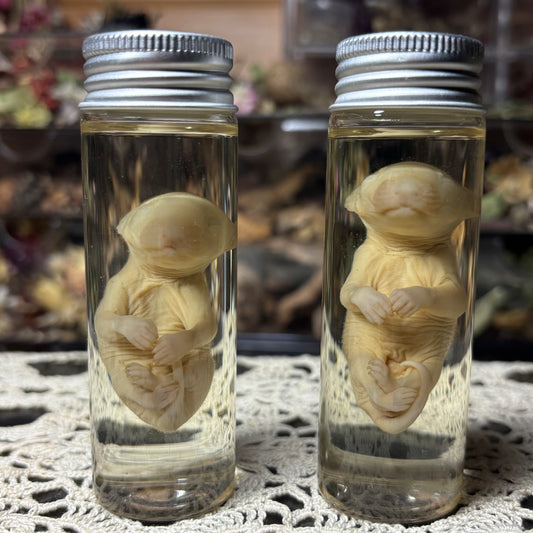 little bald opossum joey wet specimen