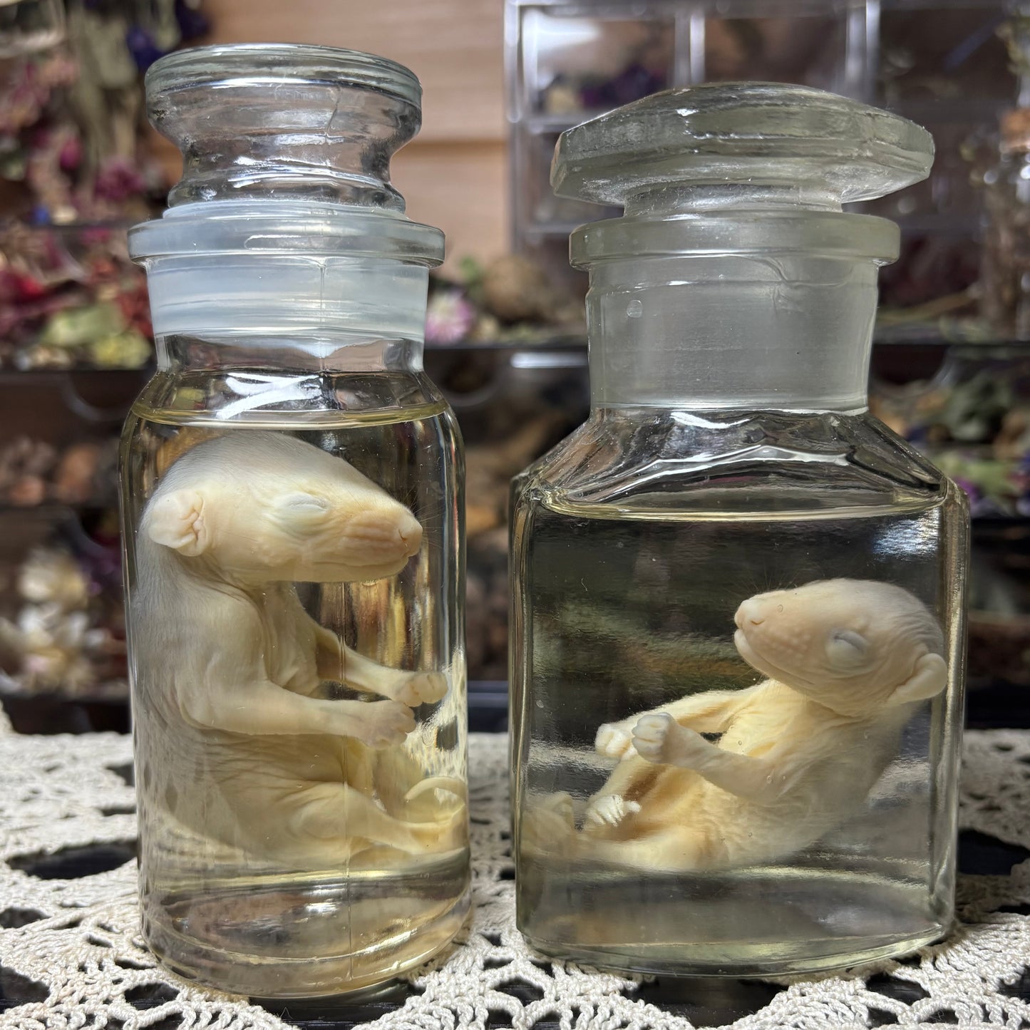 antique jar fuzzy opossum joey wet specimen