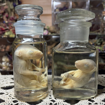 antique jar fuzzy opossum joey wet specimen