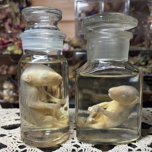antique jar fuzzy opossum joey wet specimen