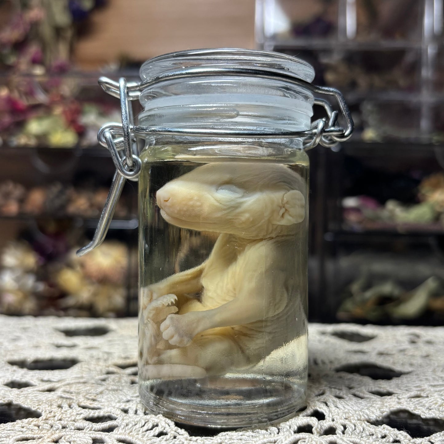 fuzzy opossum joey wet specimen