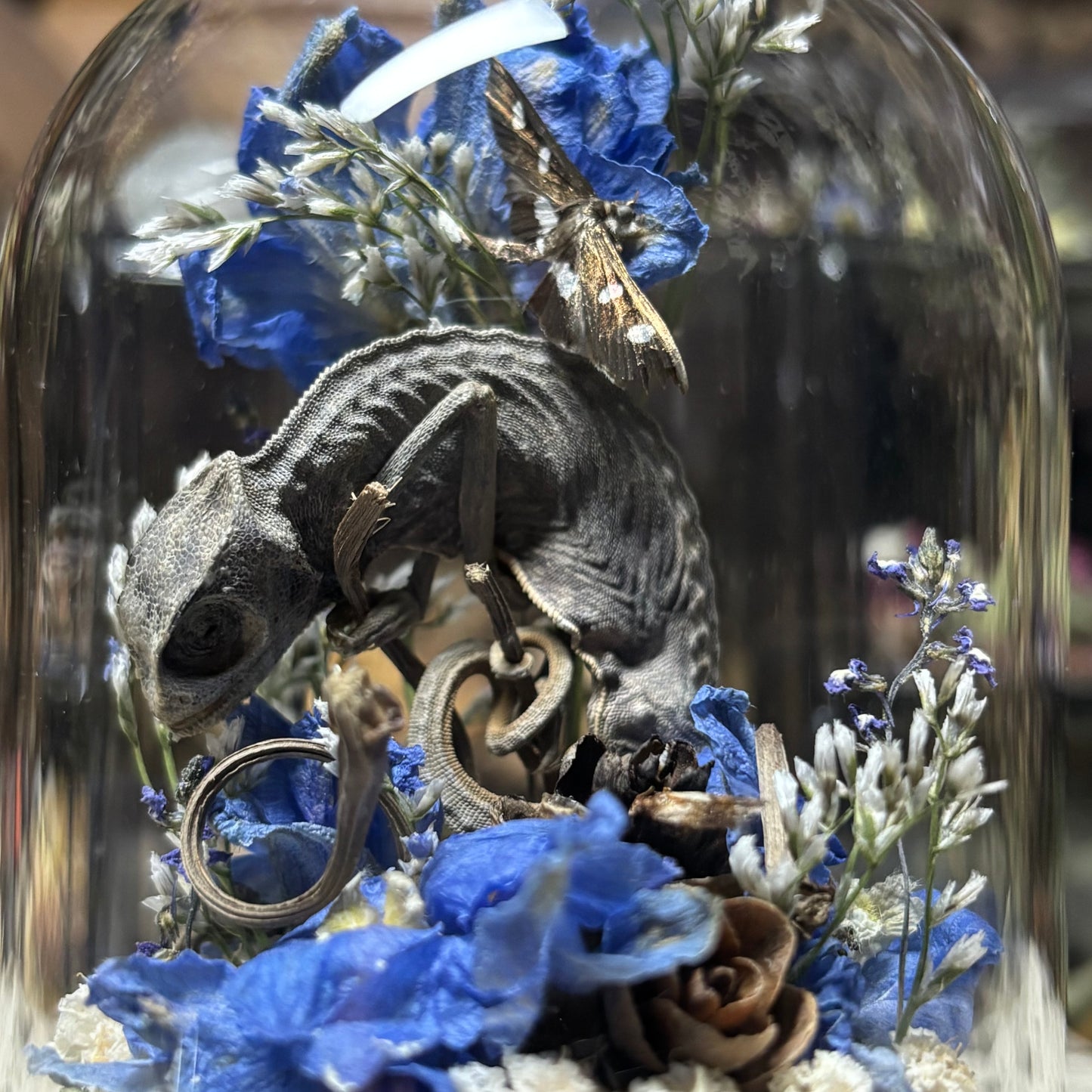 baby chameleon dome shrine