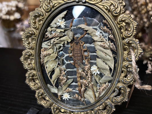 golden scorpion ornate frame