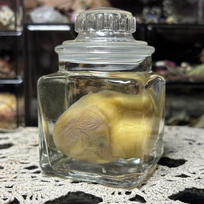 embryonic duckling wet specimen
