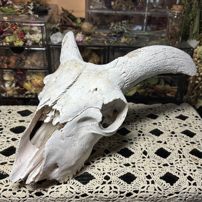 farmed ram skull top