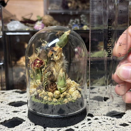 quail hatchling dome shrine