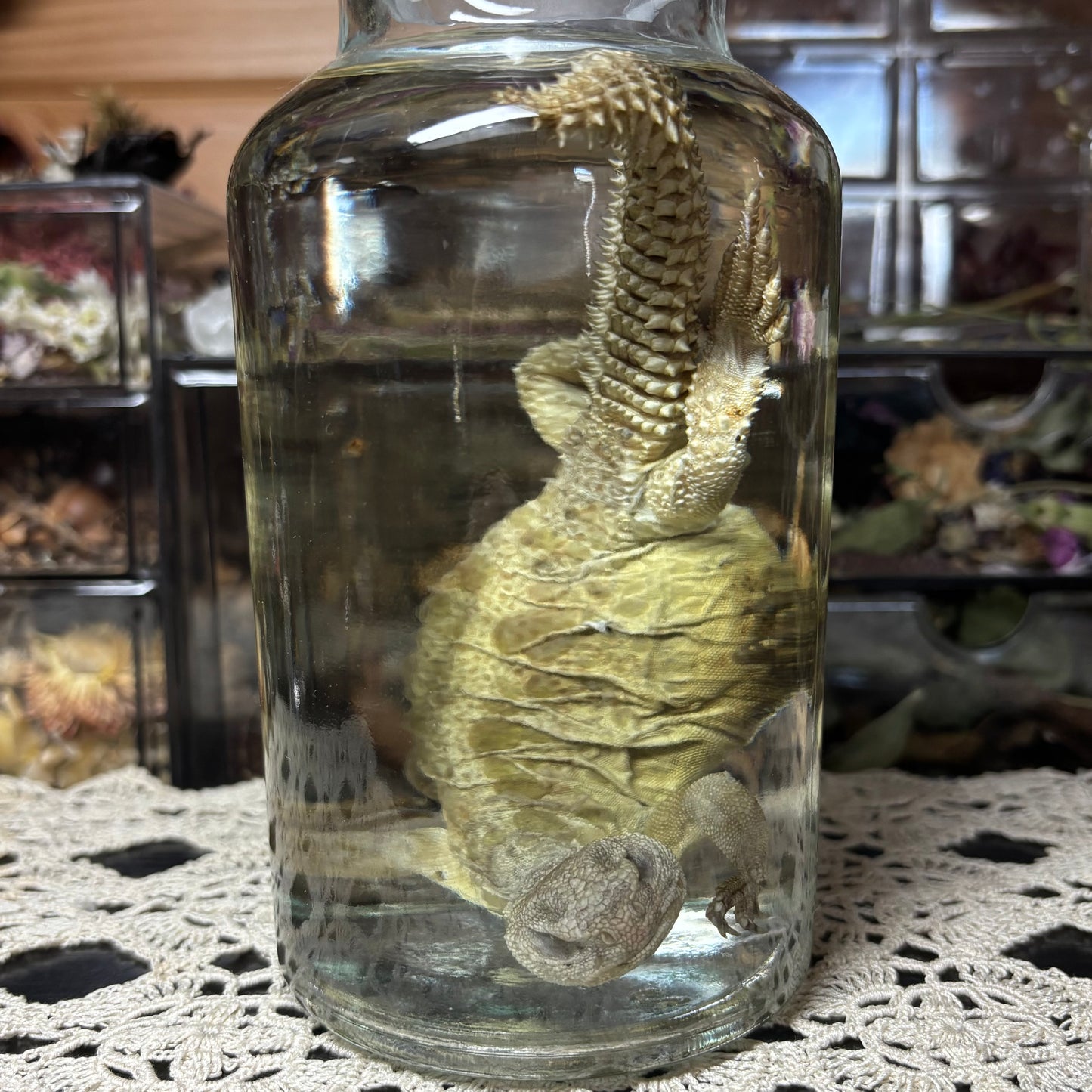 yellow uromastyx wet specimen