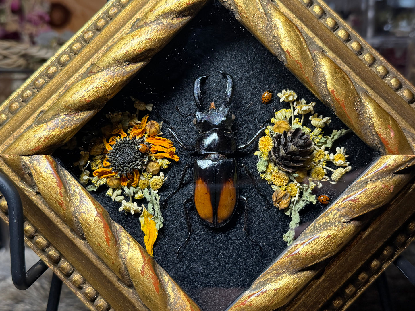 stag beetle vintage frame