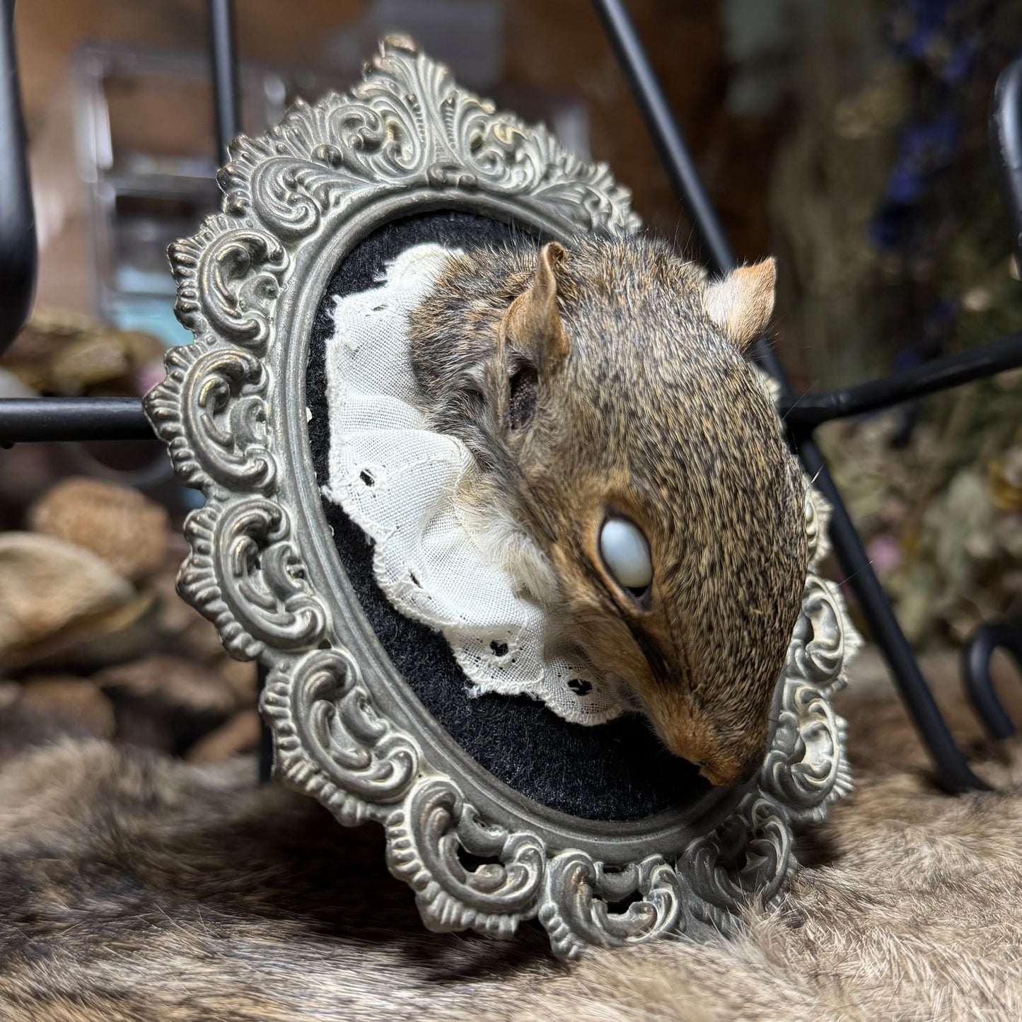 mummified squirrel head vintage plaque