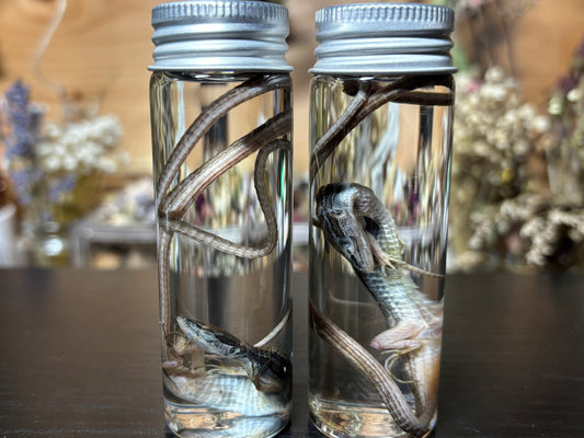 long-tailed grass lizard wet specimens