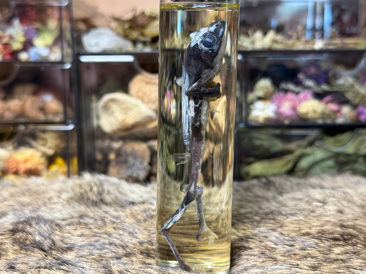 miscellaneous frog wet specimens