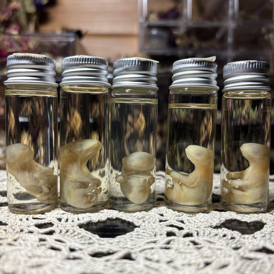tiny opossum joey wet specimen