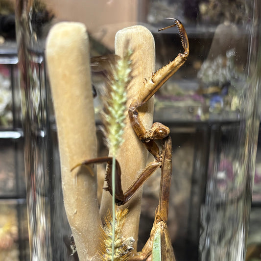 adult chinese praying mantis dome shrine