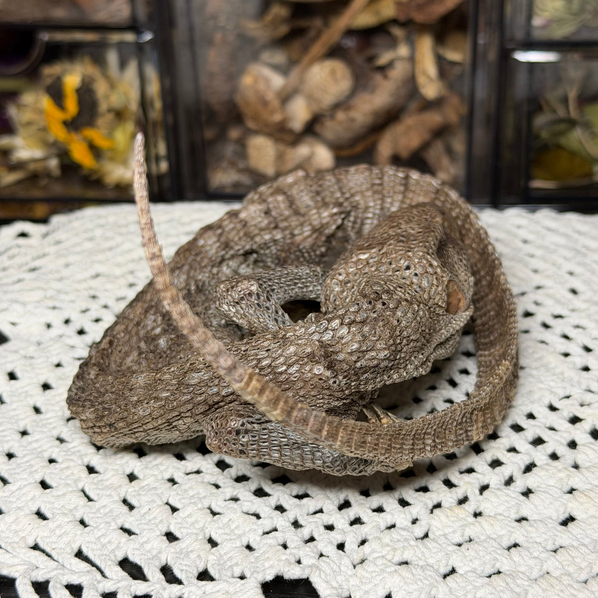 mummified adolescent savannah monitor lizard