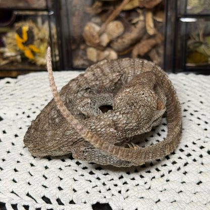 mummified adolescent savannah monitor lizard
