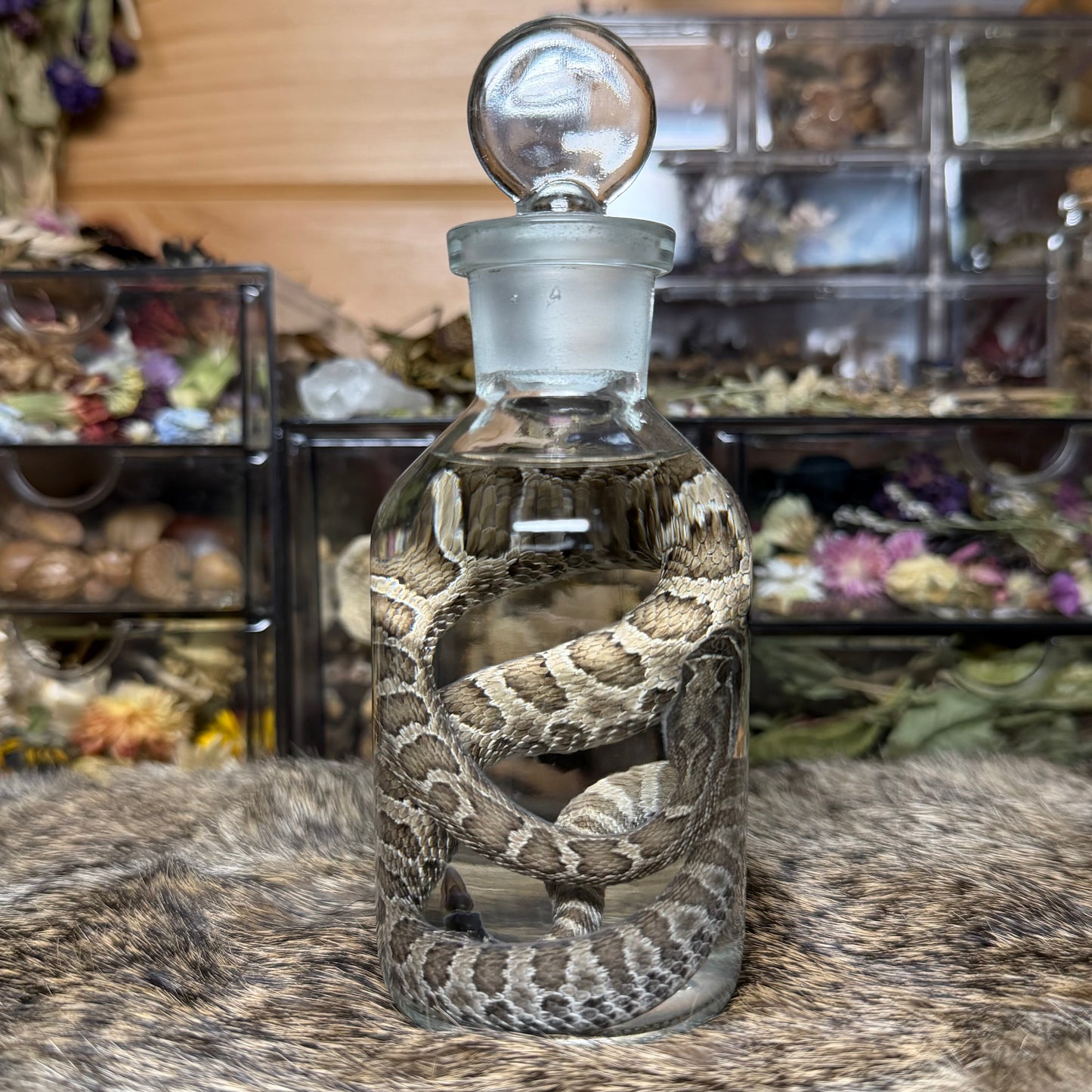 baby prairie rattlesnake wet specimen