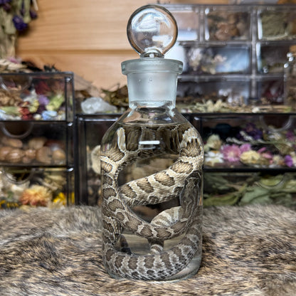 baby prairie rattlesnake wet specimen