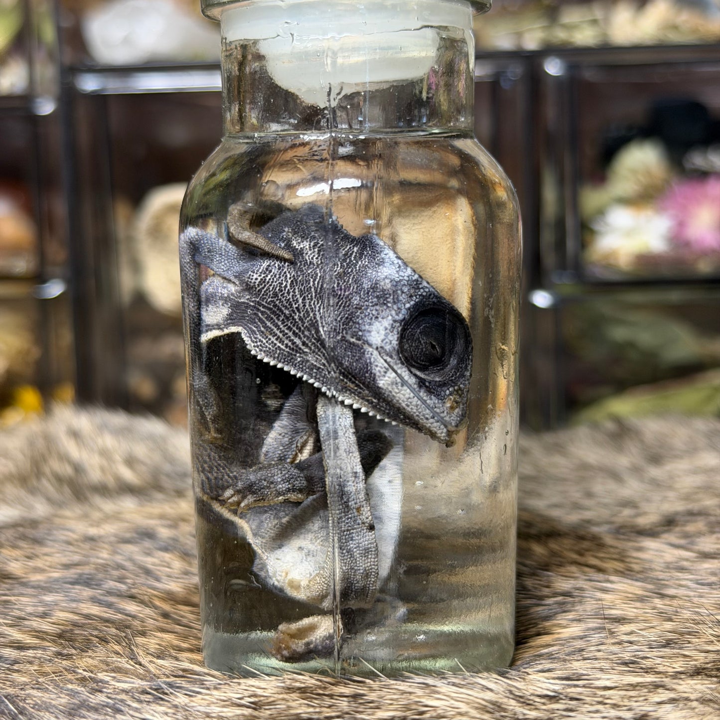 chameleon in vintage jar wet specimens