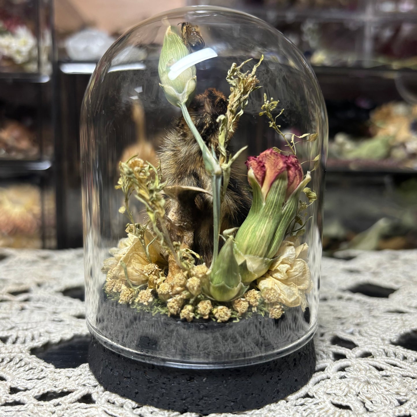 quail hatchling dome shrine