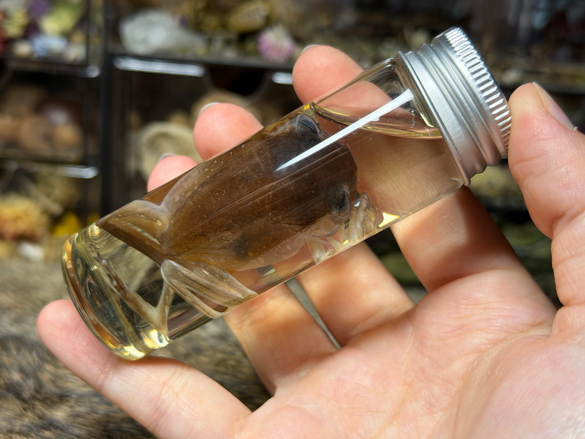 miscellaneous frog wet specimens
