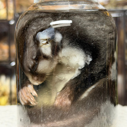 sugar glider wet specimen