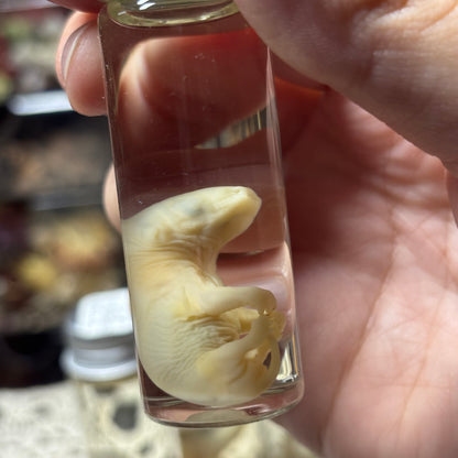 tiny opossum joey wet specimen