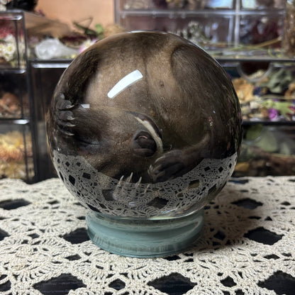 fuzzy baby raccoon globe wet specimen