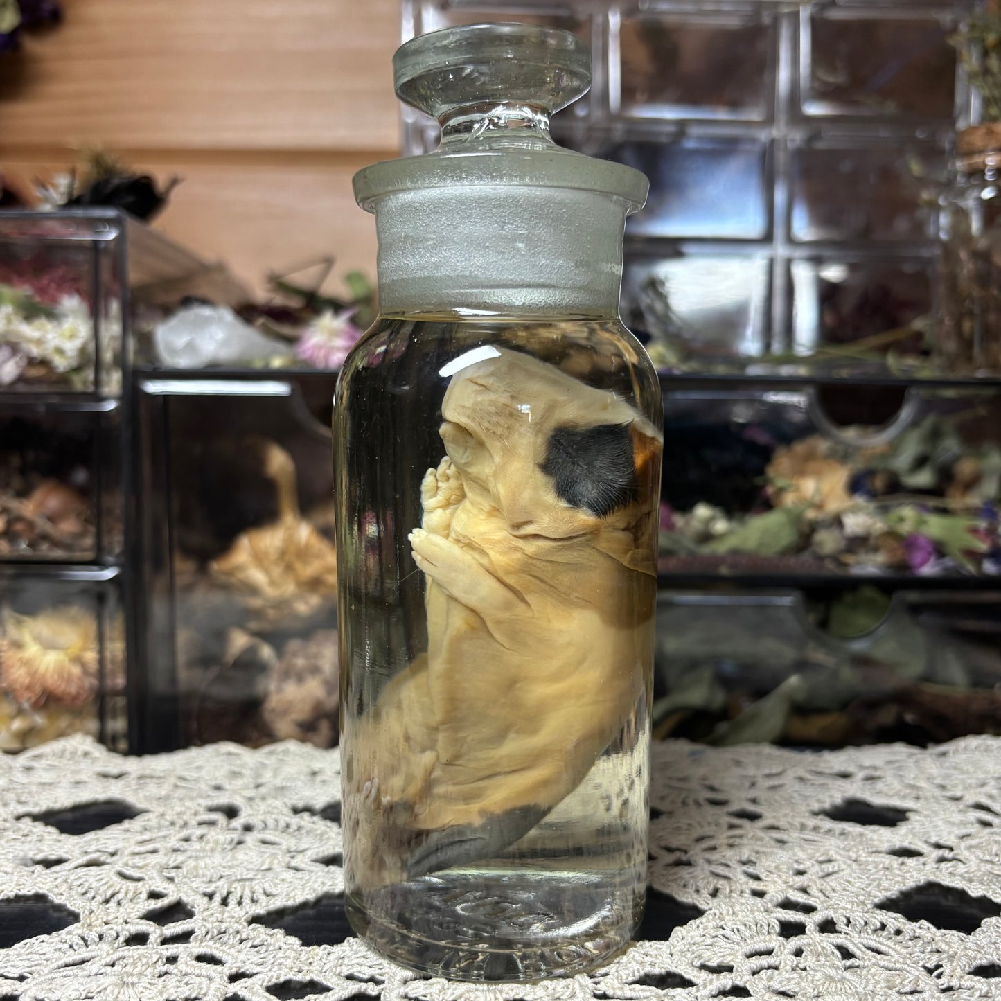 full term guinea pig wet specimen