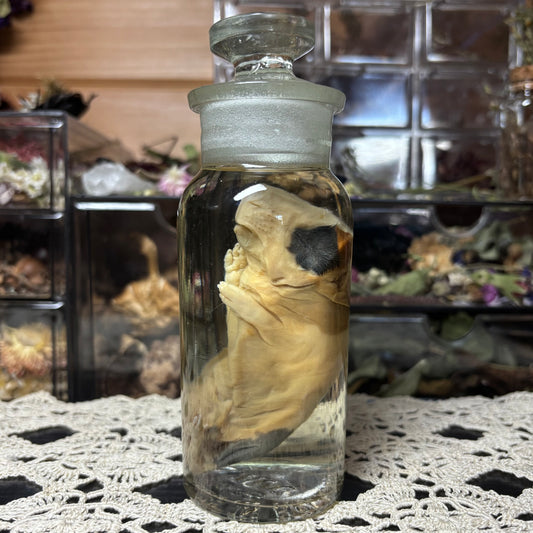 full term guinea pig wet specimen
