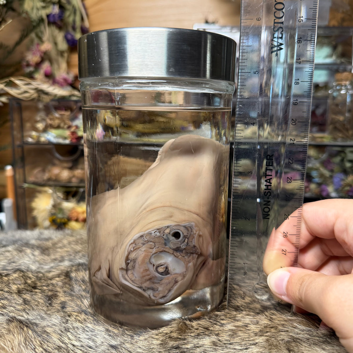 salvaged fetal goat head wet specimen