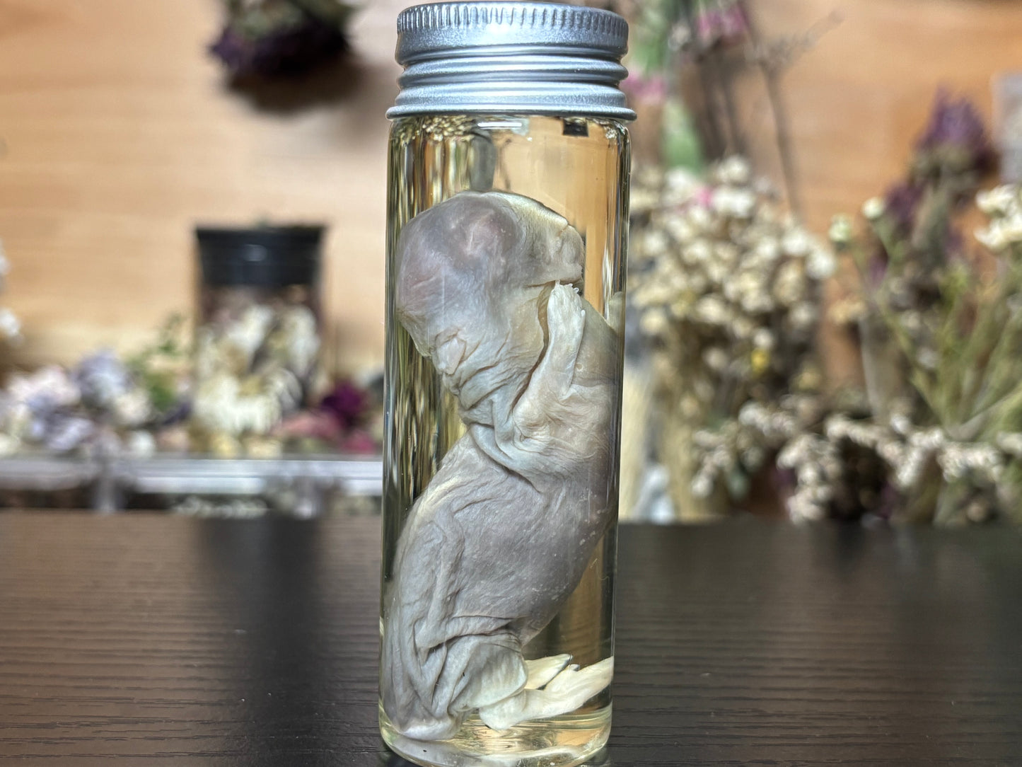 deformed newborn rabbit (3.5”) wet specimens