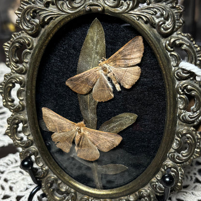 pair of little tan moths vintage frame