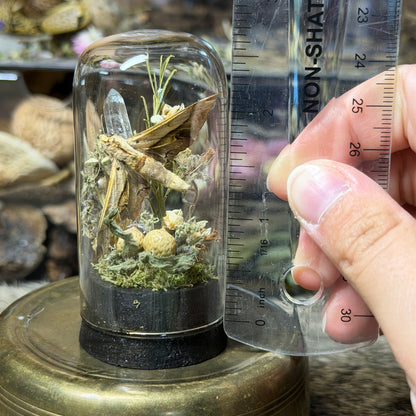 small tan sphinx moth cloche