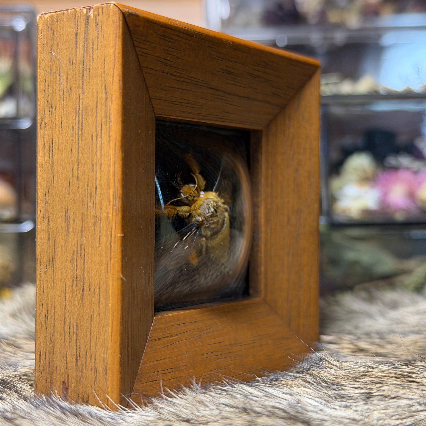 ‘yellow & gold’ carpenter bee mini vintage frame